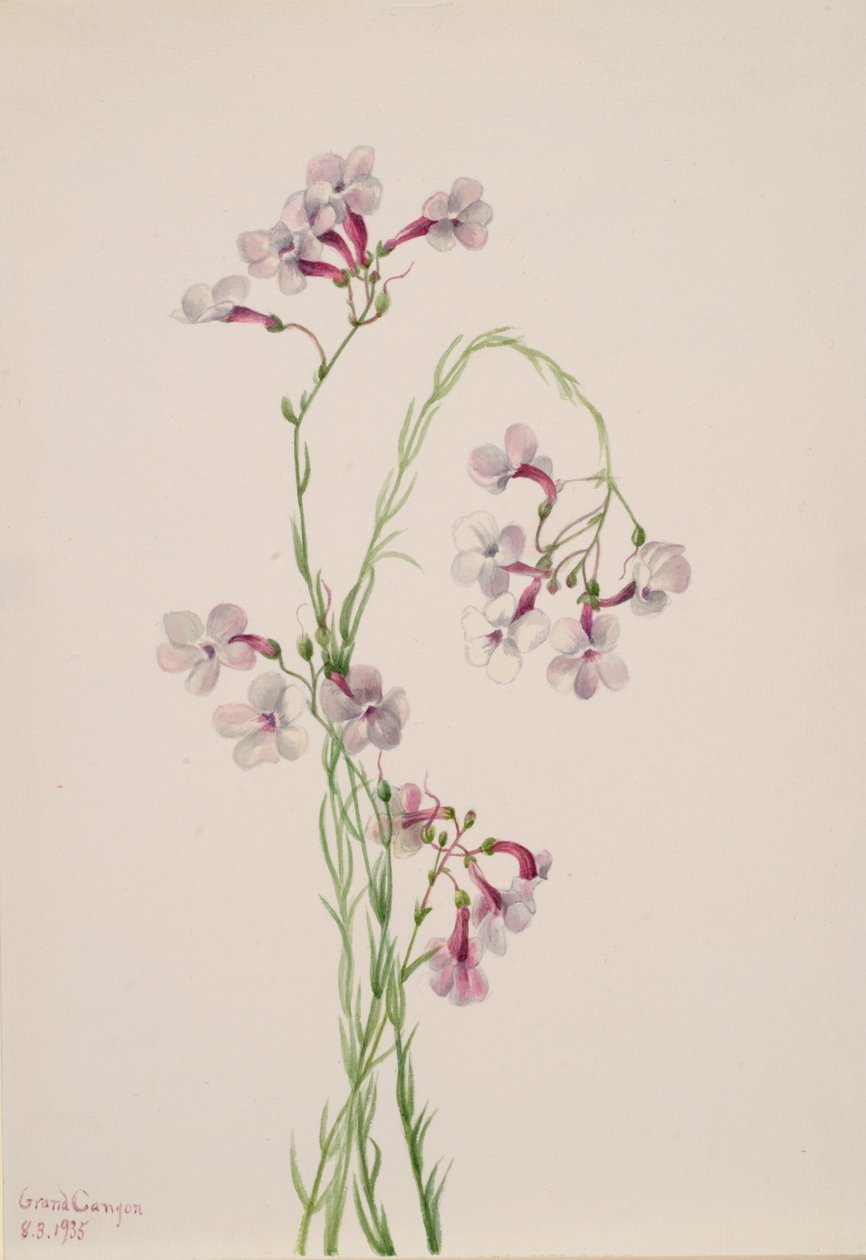 Pentstemon ambiguus, 1935. av Mary Vaux Walcott