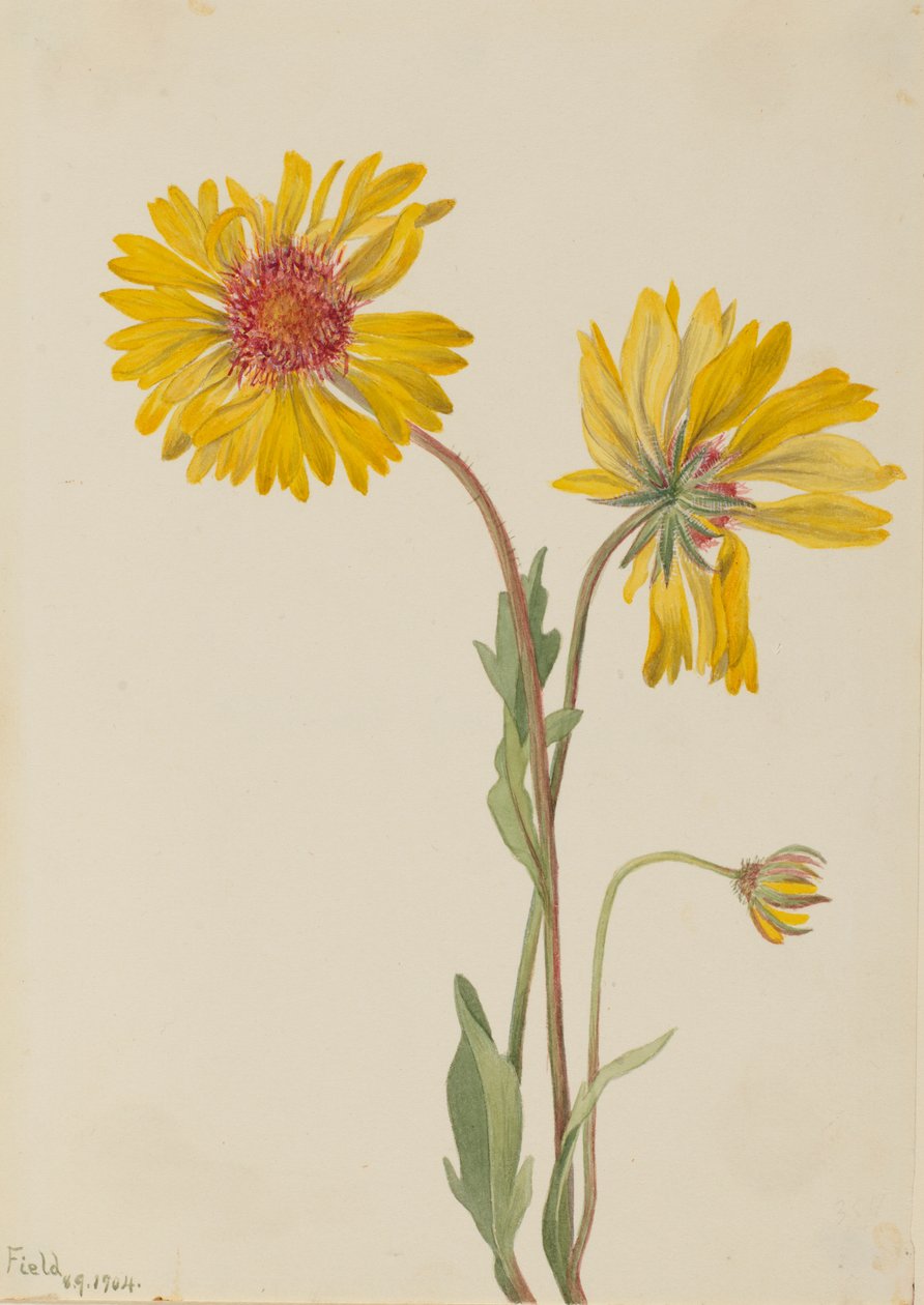Flerårig Gaillardia (Gaillardia aristata) av Mary Vaux Walcott