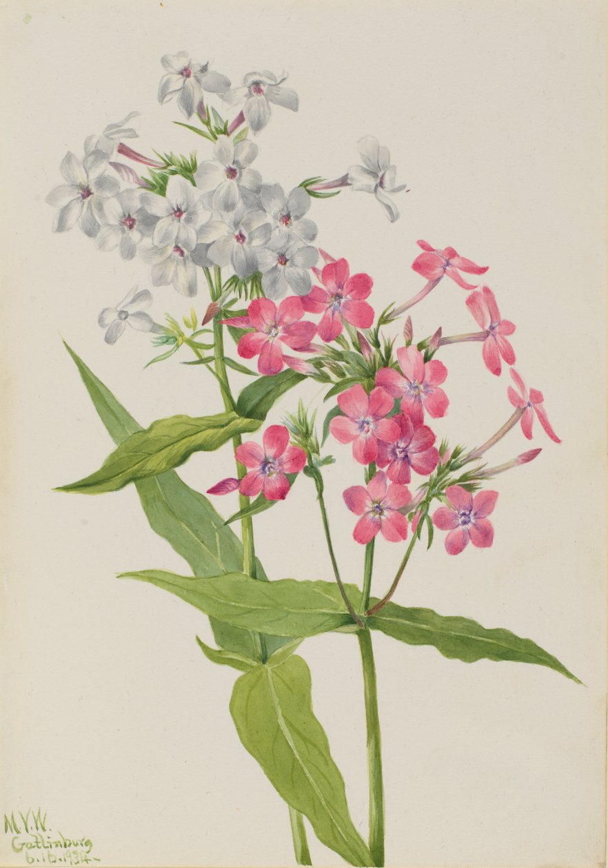 Flerårig flox (Phlox paniculata) av Mary Vaux Walcott