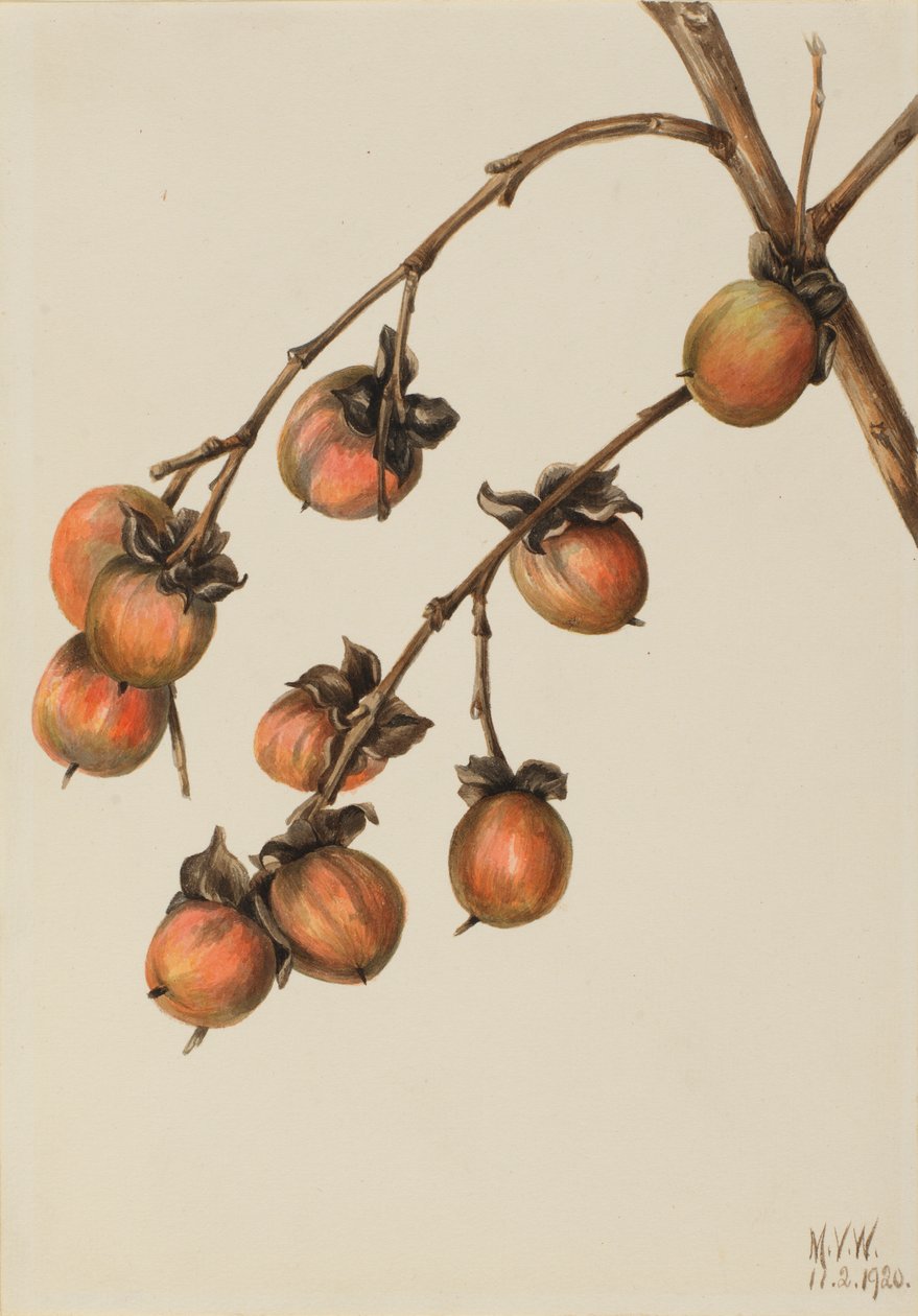 Persimmon (Diospyros virginiana) av Mary Vaux Walcott