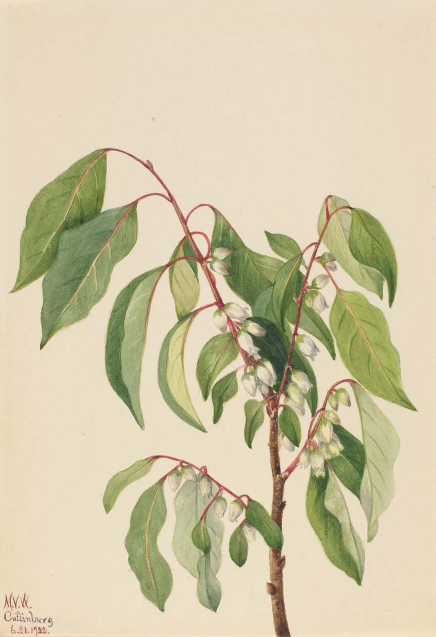 Persimmon Diospyros virginiana, 1932. av Mary Vaux Walcott