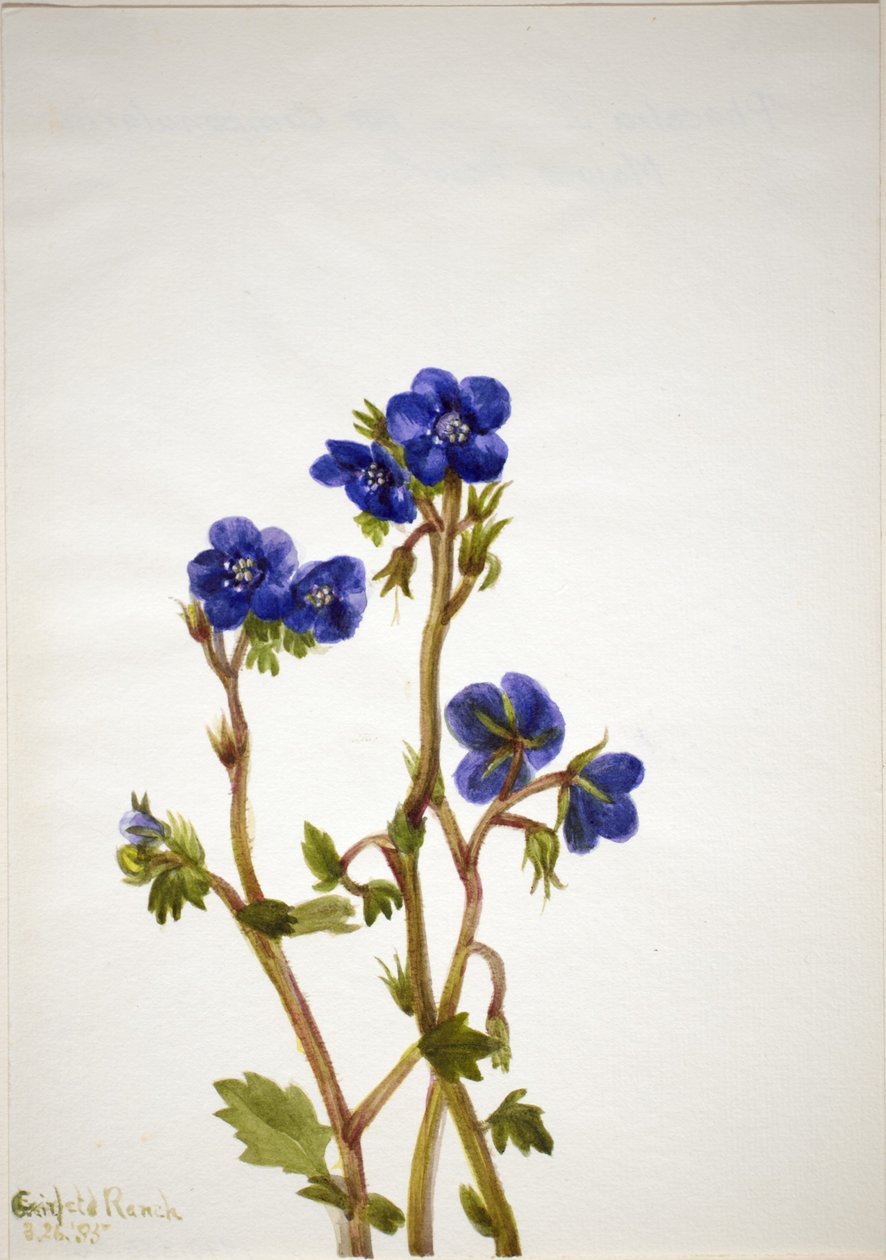 Phacelia (Phacelia parryi) av Mary Vaux Walcott