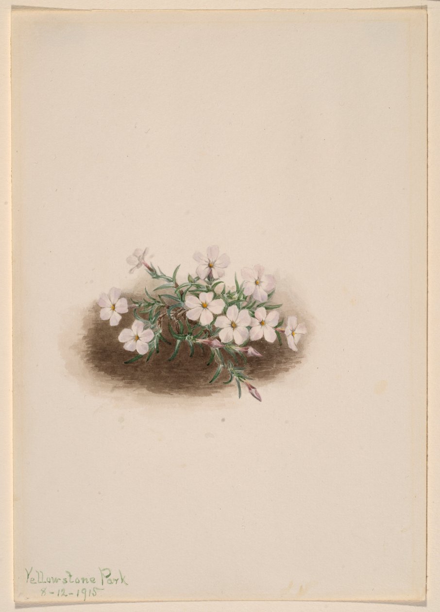 Phlox av Mary Vaux Walcott