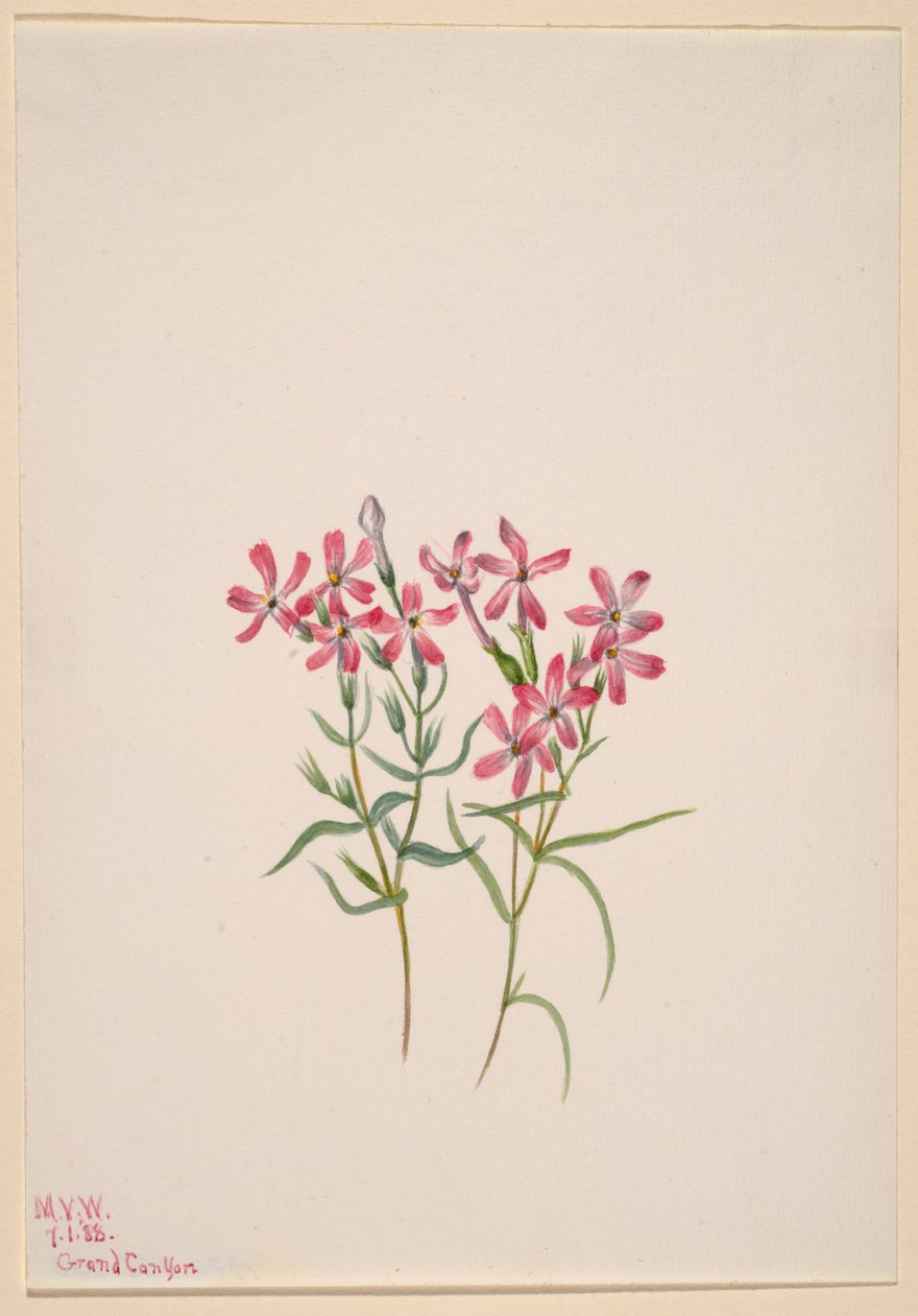 Phlox stansburyi av Mary Vaux Walcott