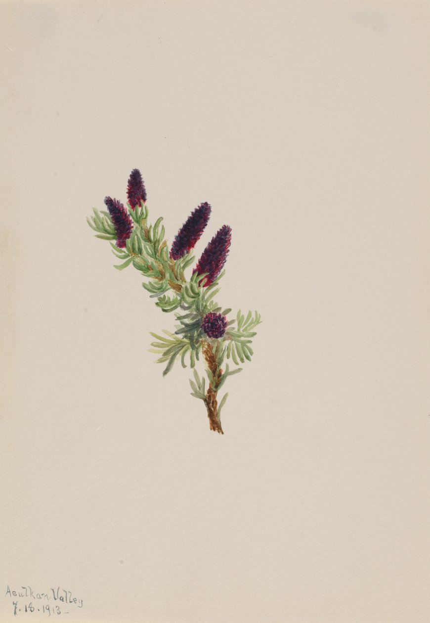 Picea engelmanni av Mary Vaux Walcott