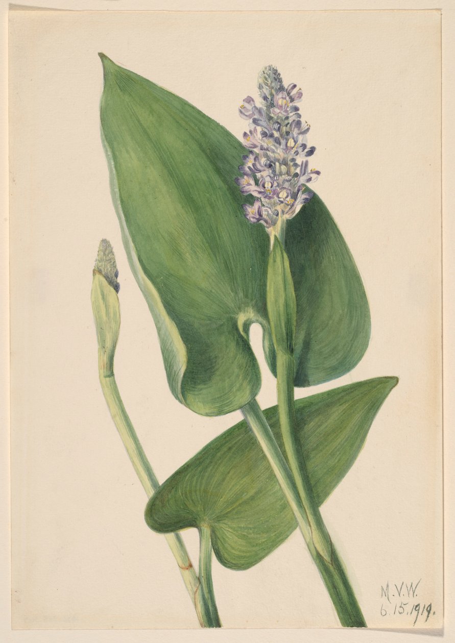 Ängsvädd (Pontederia cordata) av Mary Vaux Walcott