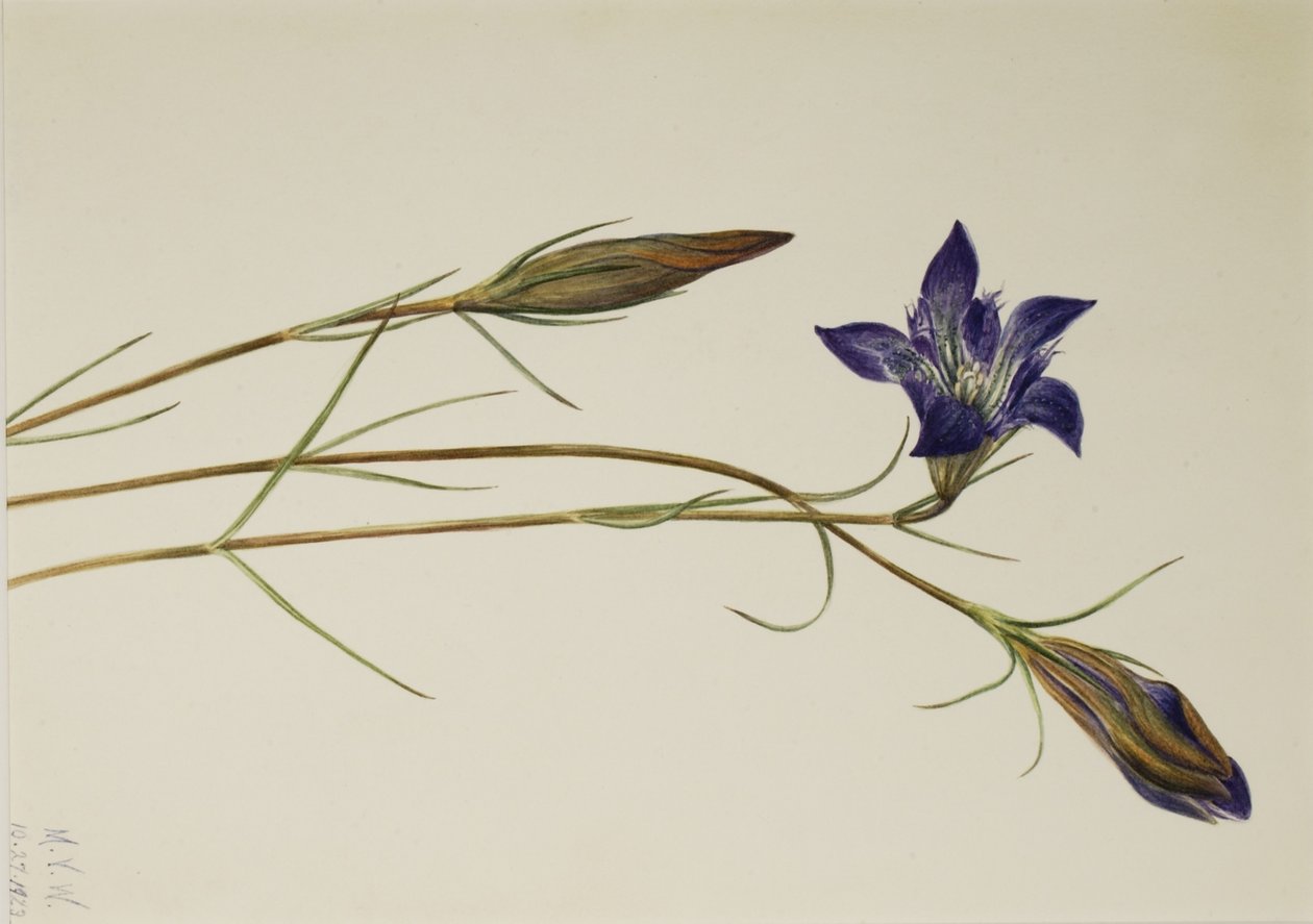 Pinebarren gentiana (Gentiana porphyrio) av Mary Vaux Walcott