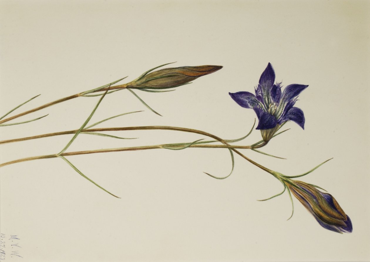 Pinebarren Gentian Gentiana porphyrio, 1923. av Mary Vaux Walcott