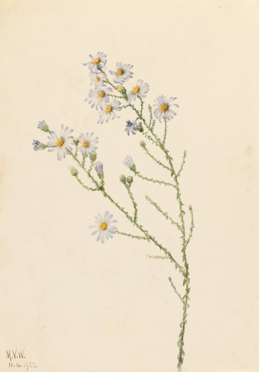 Pineland Aster (Aster squarrosus) av Mary Vaux Walcott