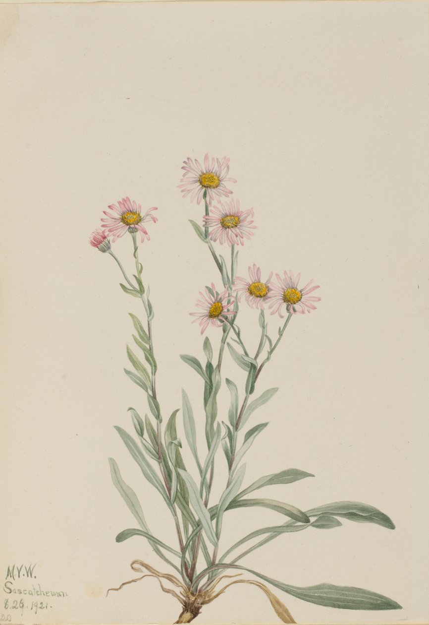 Rosa lundgröe (Erigeron caespitosus) av Mary Vaux Walcott