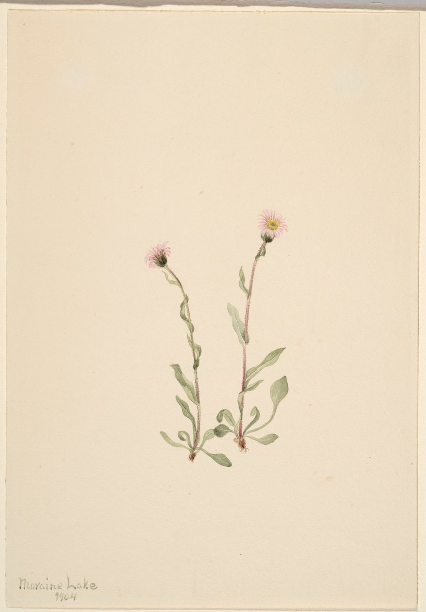 Rosa lundgröe (Erigeron jucundus) av Mary Vaux Walcott