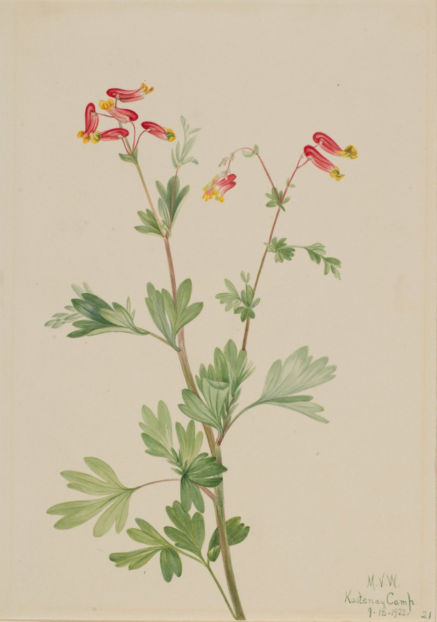 Rosa Fumeroot Capnoides sempervirens, 1922. av Mary Vaux Walcott