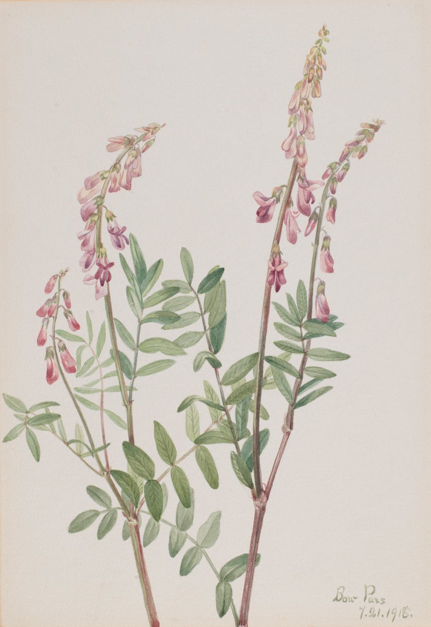 Rosa hedysarum (Hedysarum americanum) av Mary Vaux Walcott