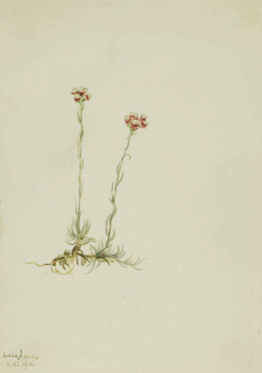 Rosa kissnöt (Antennaria rosea) av Mary Vaux Walcott