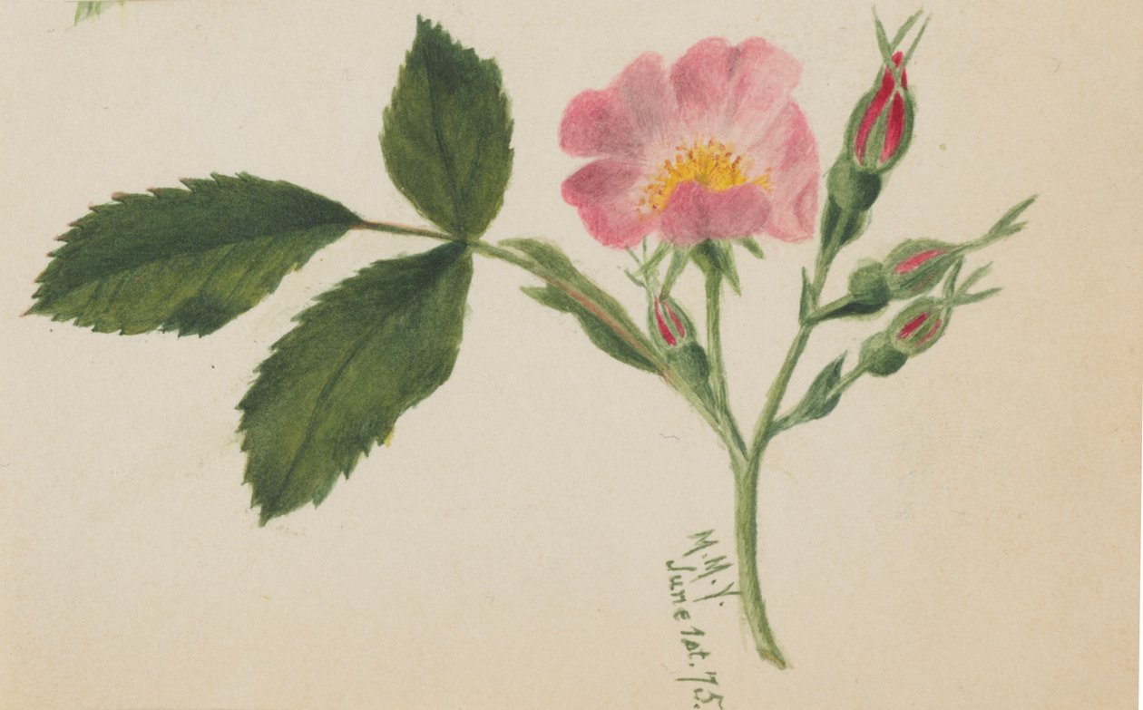 Rosa ros, 1875. av Mary Vaux Walcott