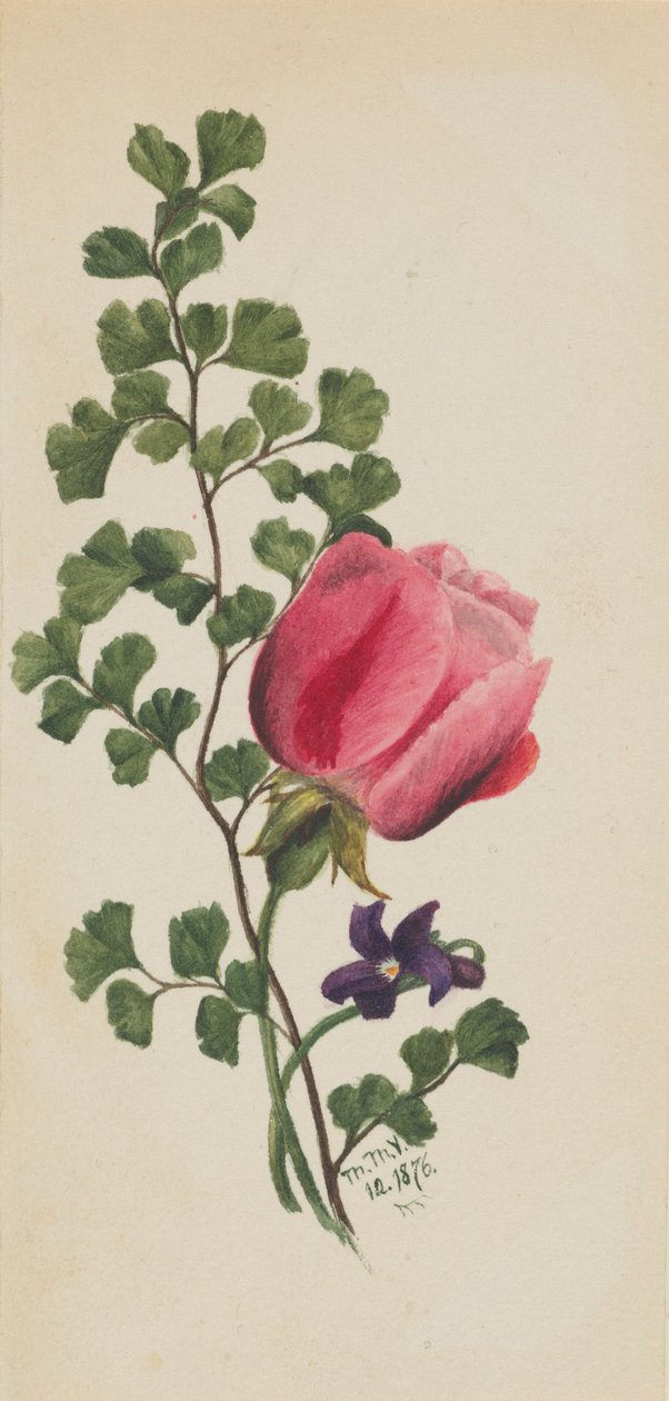 Rosa ros med violett av Mary Vaux Walcott