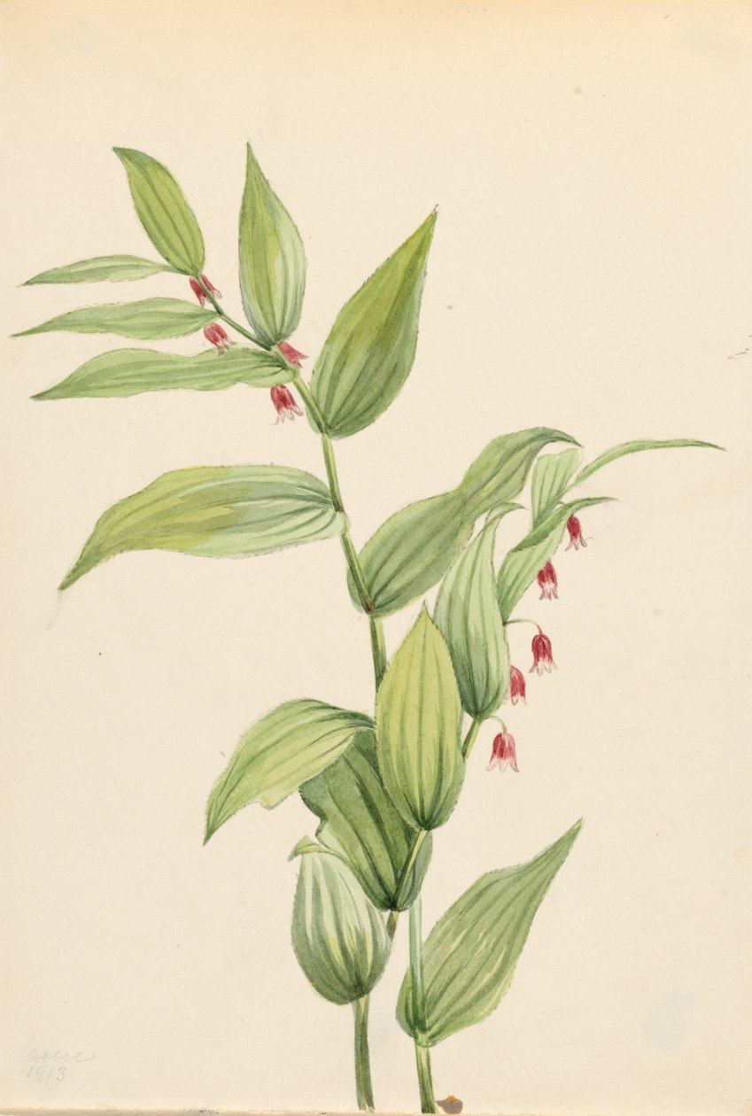 Rosa snodd stjälk (Streptopus curvipes) av Mary Vaux Walcott