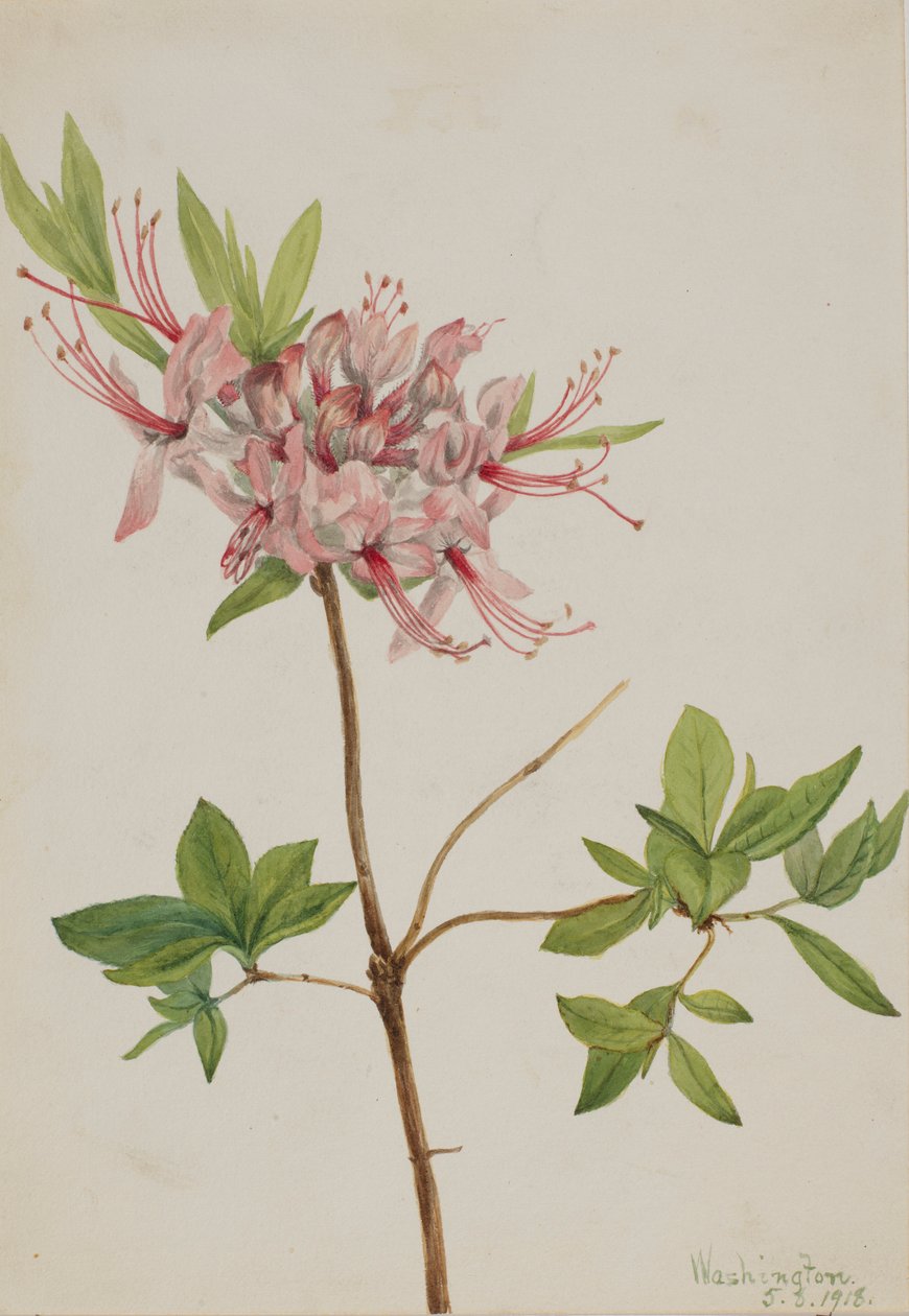 Pinxterblomma (Azalea nudiflora) av Mary Vaux Walcott