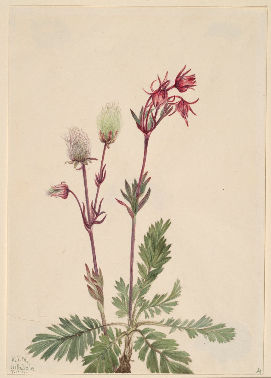 Prärie-rök (Sieversia ciliata) av Mary Vaux Walcott