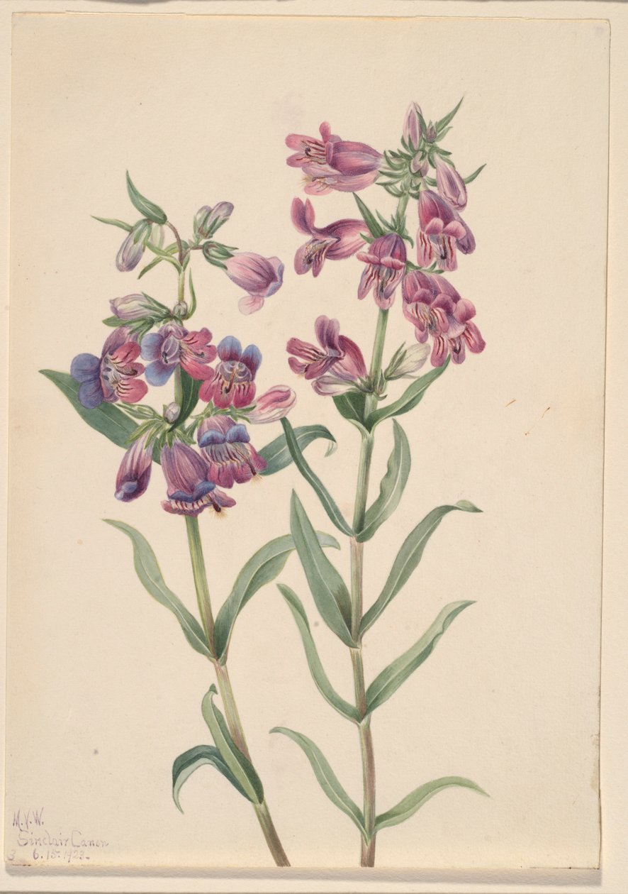 Prärie Pentstemon (Pentstemon erianthera) av Mary Vaux Walcott