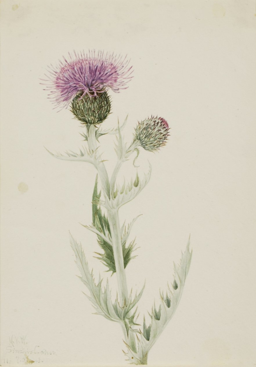 Prärietistel (Cirsium undulatum) av Mary Vaux Walcott