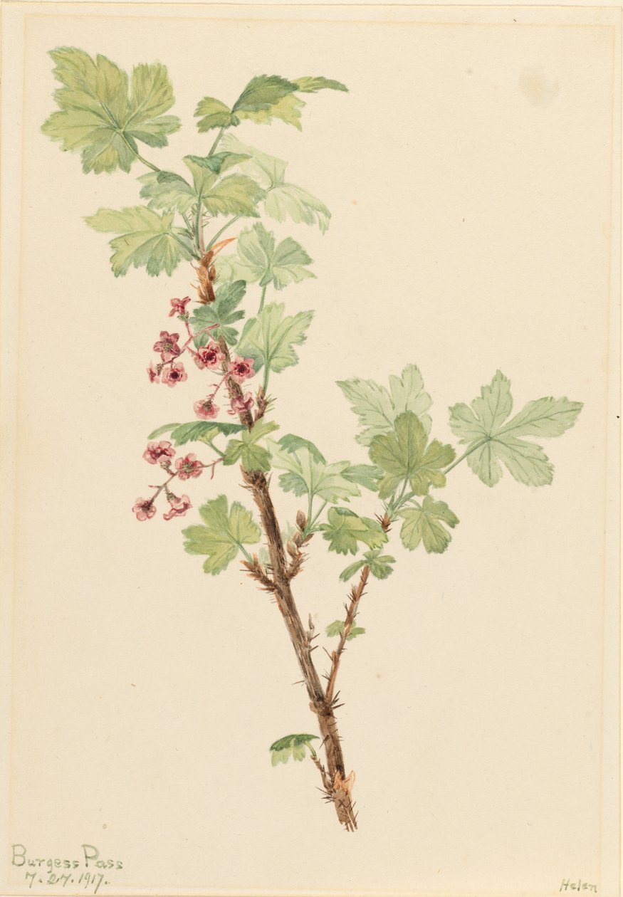 Prickiga vinbär (Ribes lacustre) av Mary Vaux Walcott