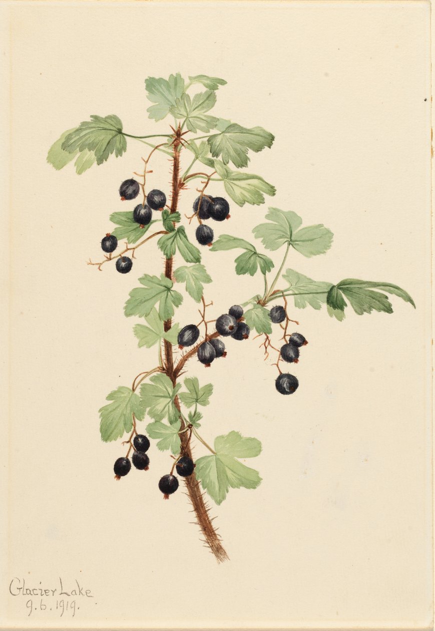 Prickiga vinbär (Ribes lacustre) av Mary Vaux Walcott