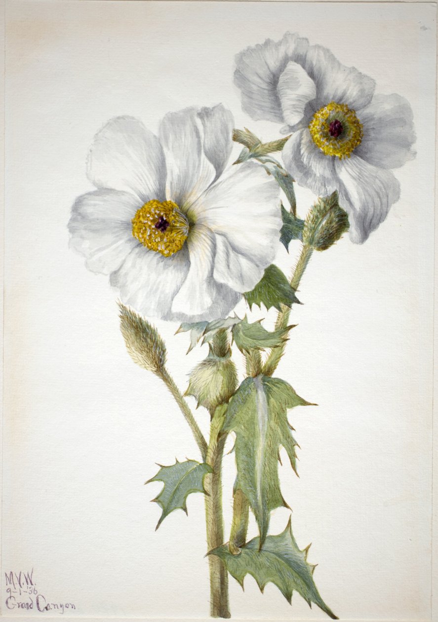 Prickig vallmo (Argemone hispeda) av Mary Vaux Walcott