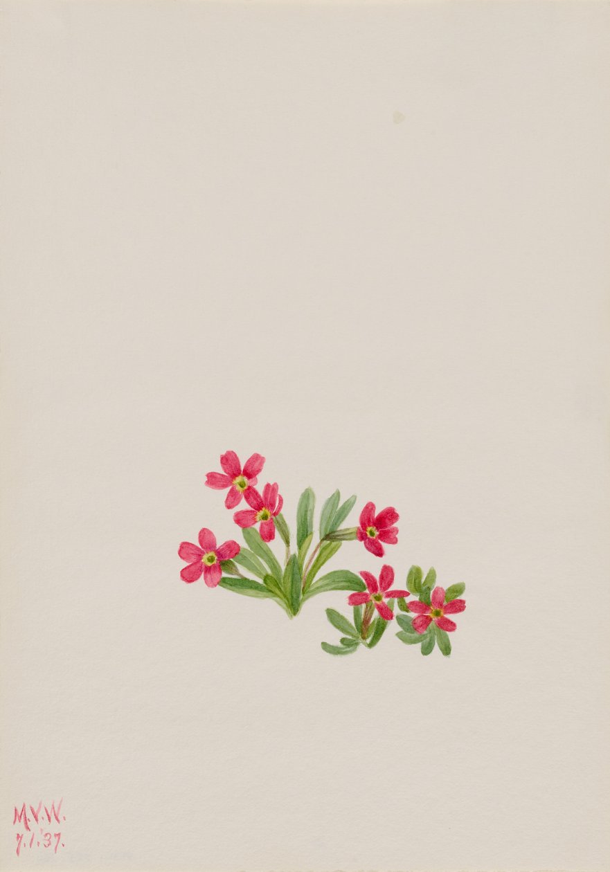 Primula (Primula angustifolia) av Mary Vaux Walcott