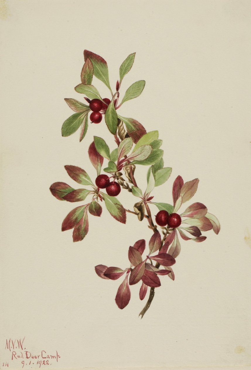 Fjällbär (Arctous alpina) av Mary Vaux Walcott