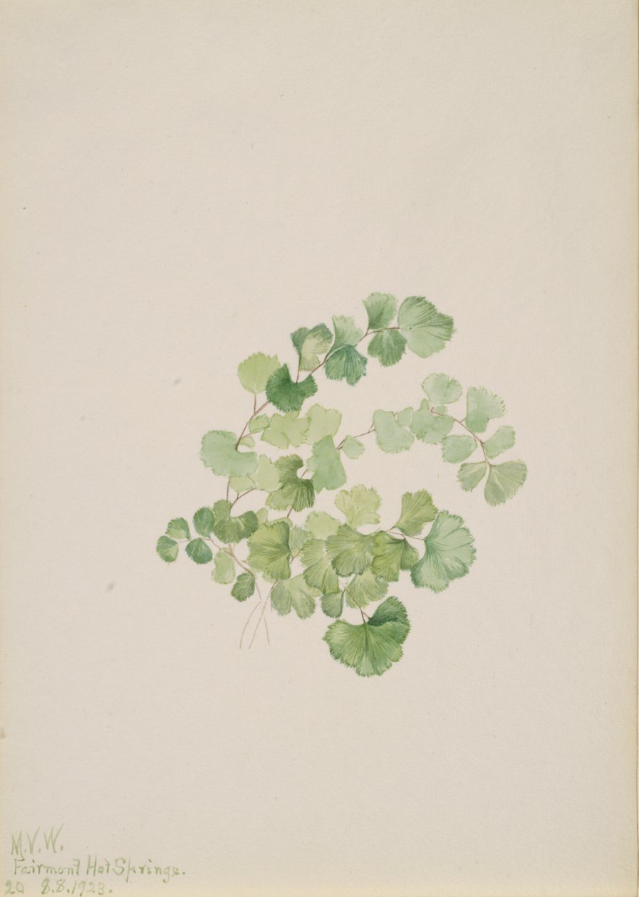 Puccoon Lithospermum ruderale, 1923. av Mary Vaux Walcott