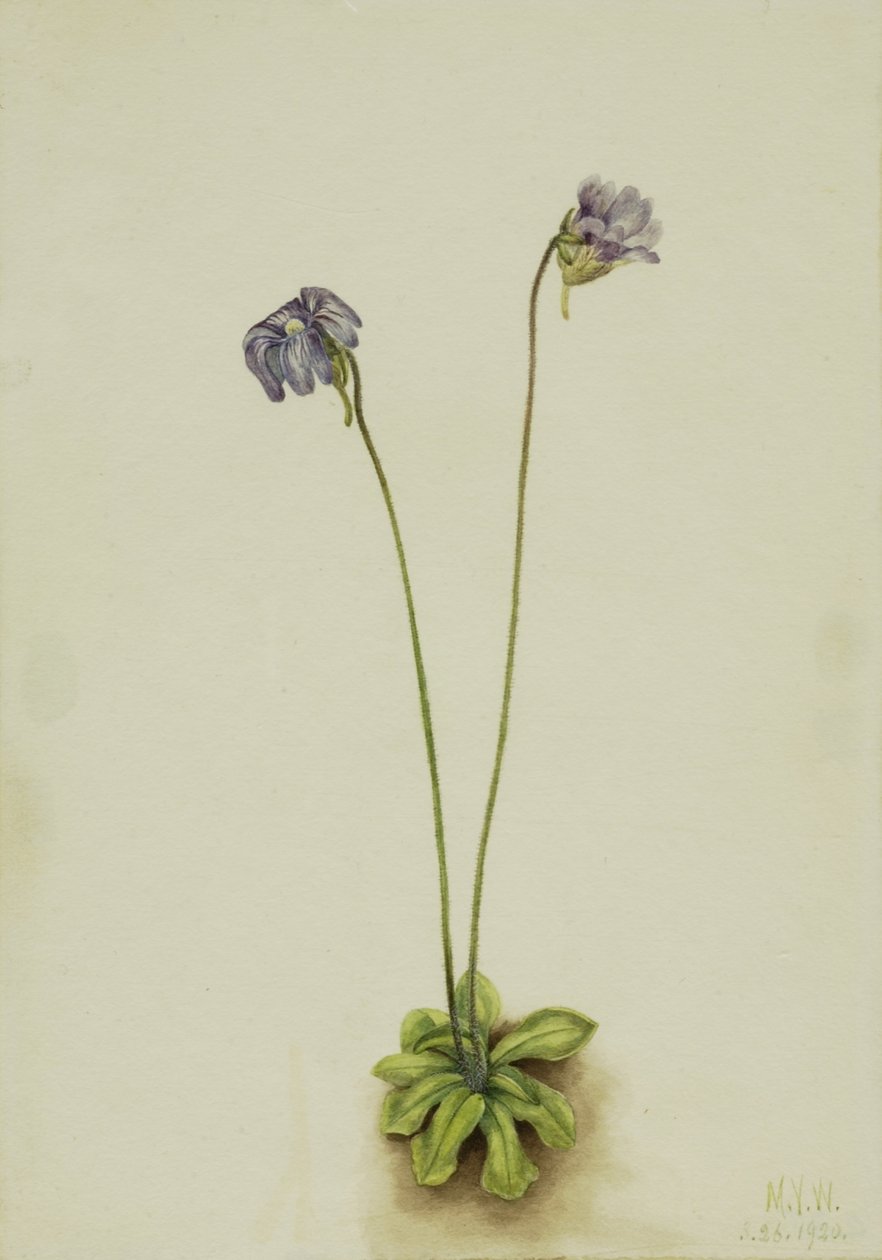 Purpursmörblomma (Pinguicula elatior) av Mary Vaux Walcott