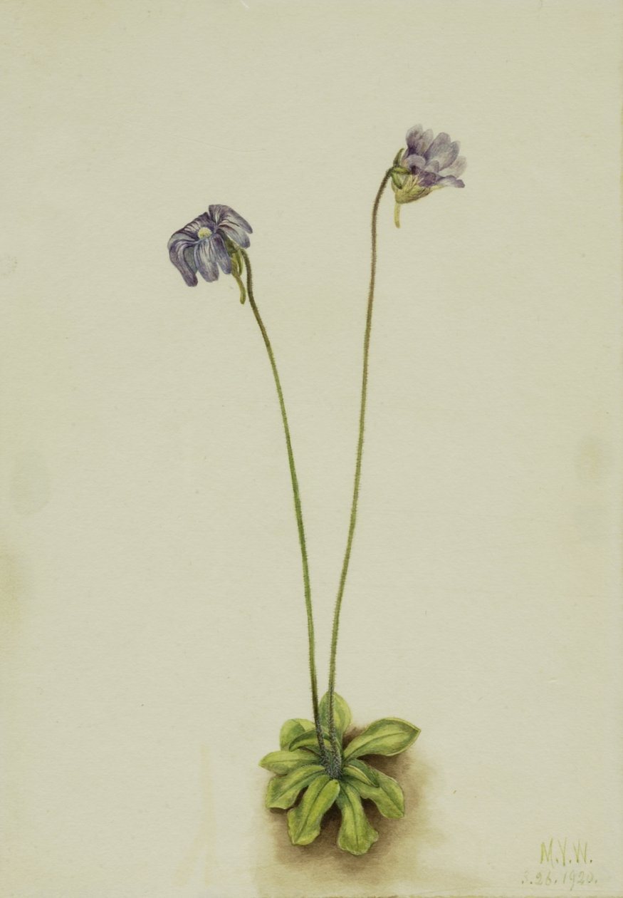 Lila smörört Pinguicula elatior, 1920. av Mary Vaux Walcott