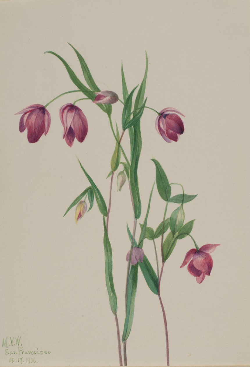 Lila älvlykta (Calochortus anoenum) av Mary Vaux Walcott