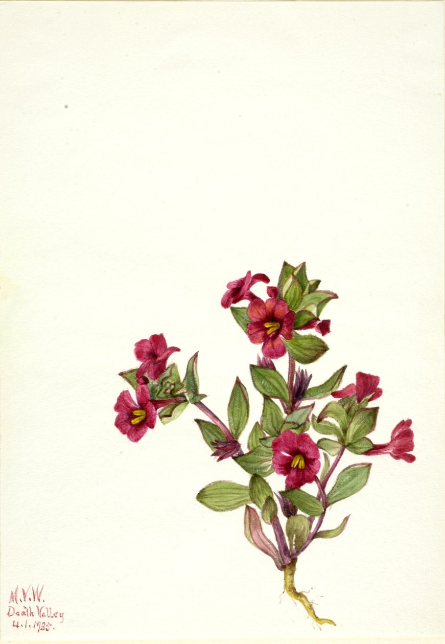 Lila apa-blomma Mimulus bigelovii, 1935. av Mary Vaux Walcott