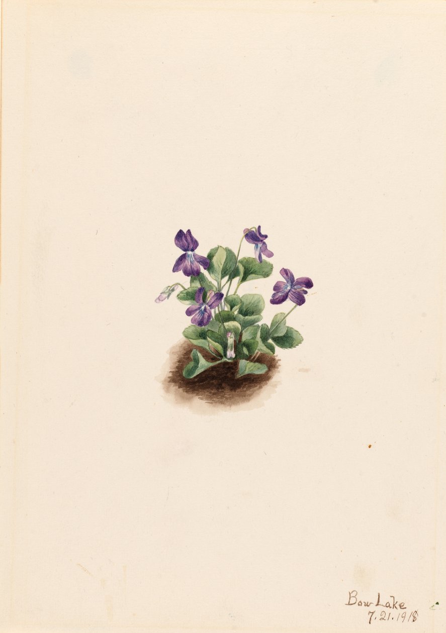 Lila bergsviol (Viola adunca) av Mary Vaux Walcott