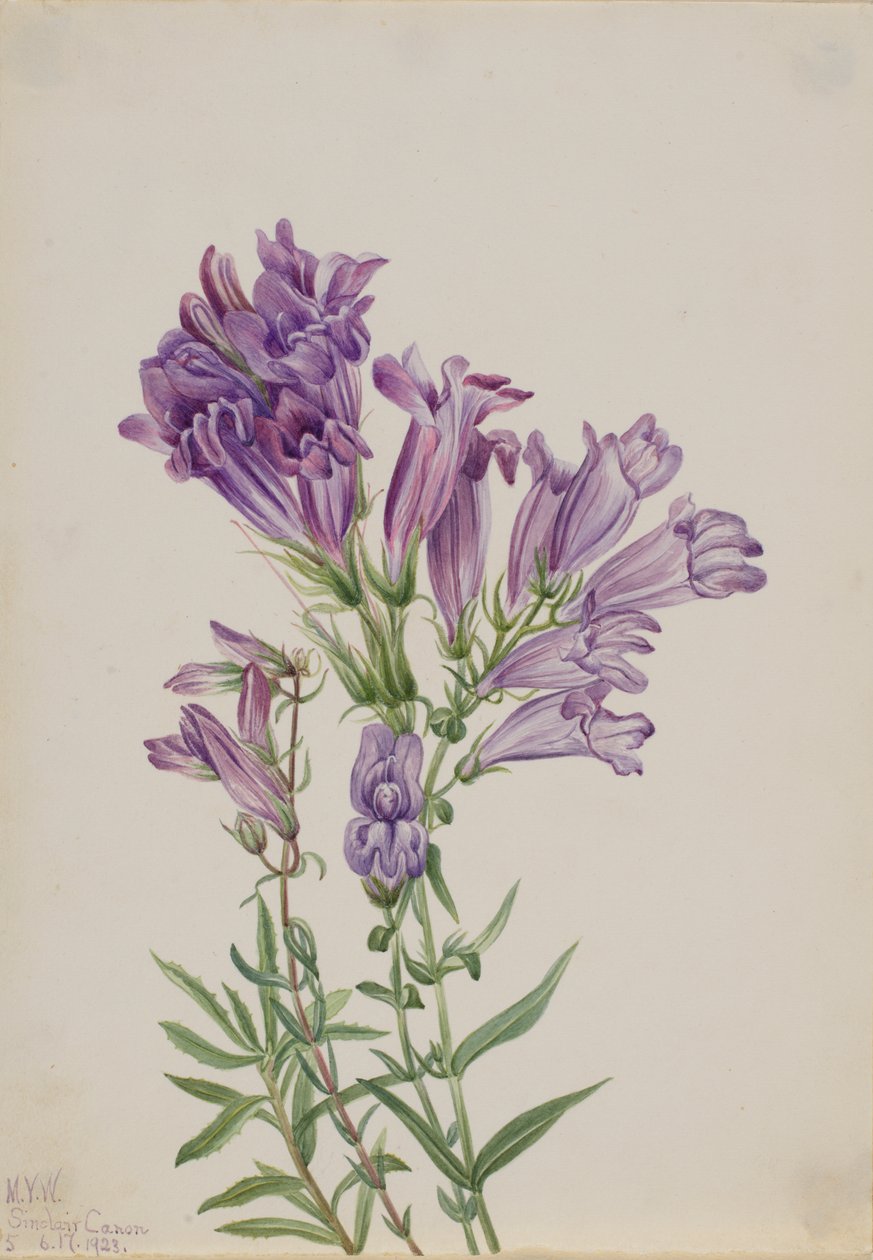 Lila Penstemon Penstemon lyallii, 1923. av Mary Vaux Walcott