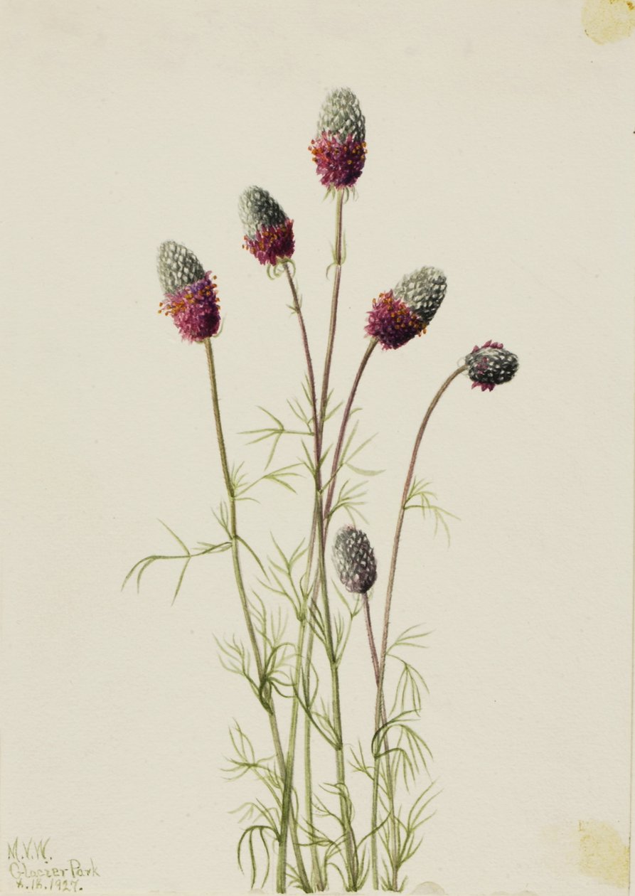Purpurfärgad prärieklöver (Petalostemon purpureum) av Mary Vaux Walcott