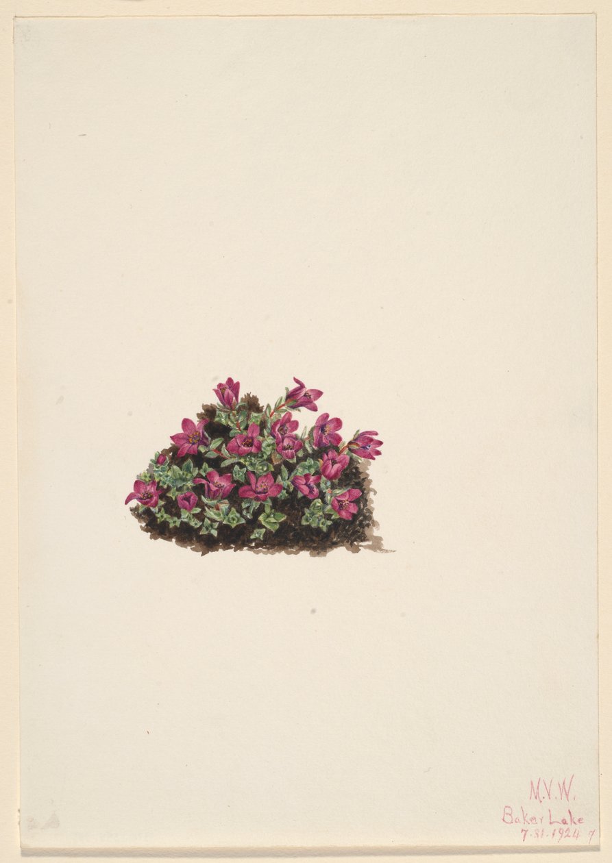 Purpurfärgad saxifrage (Saxifraga oppositifolia) av Mary Vaux Walcott