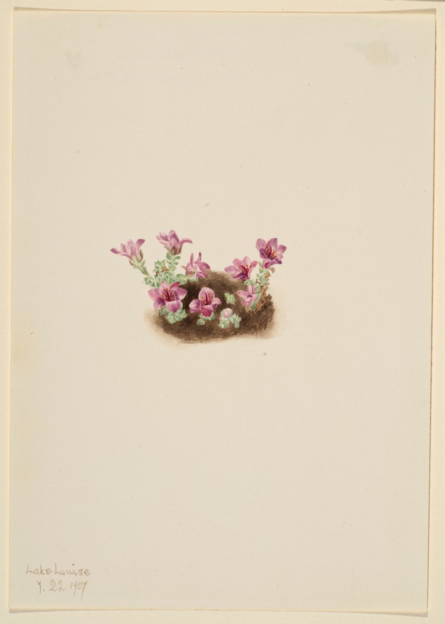 Purpurfärgad Saxifrage (Saxifrage oppositifolia) av Mary Vaux Walcott