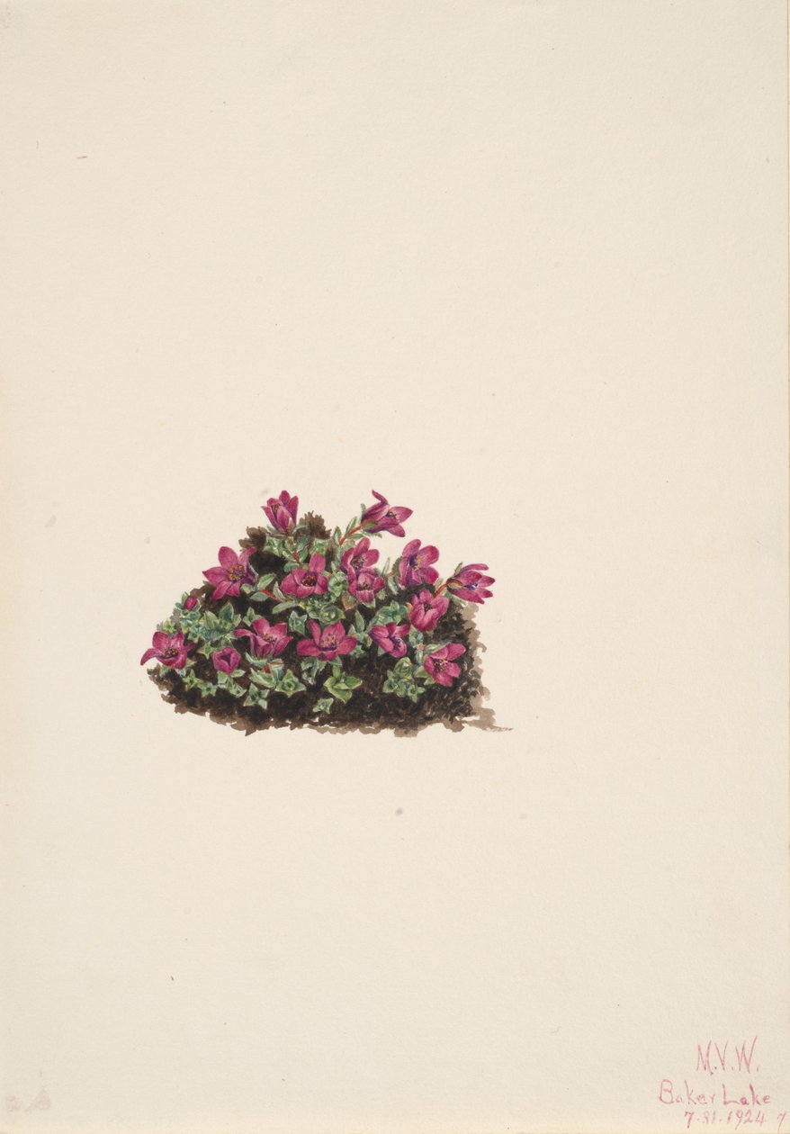 Lila saxifrage Saxifraga oppositifolia, 1924. av Mary Vaux Walcott