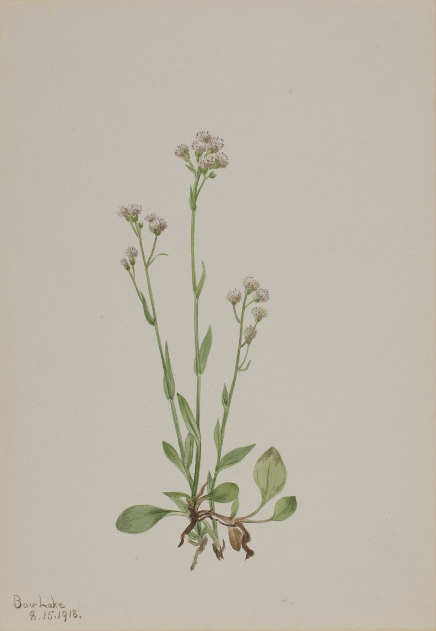 Fittor (Antennaria racemosa) av Mary Vaux Walcott