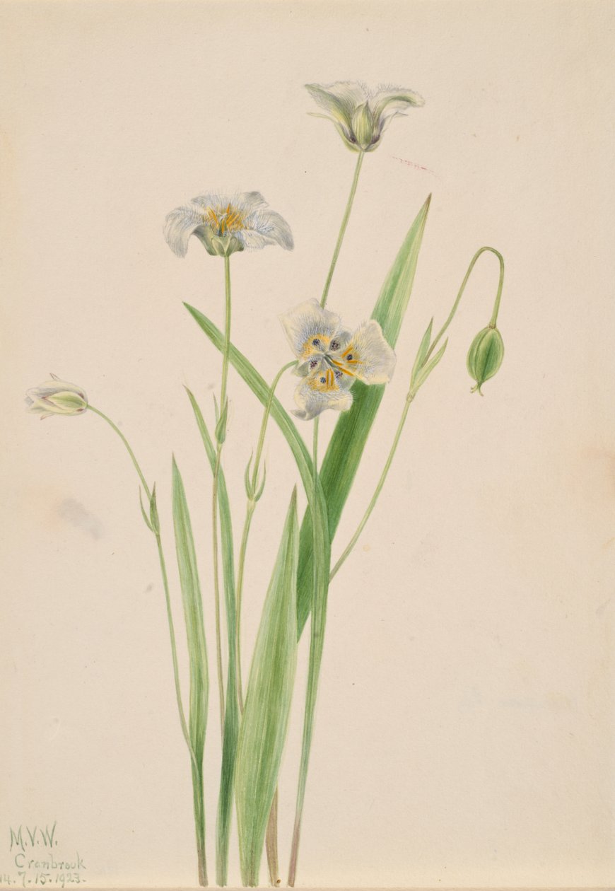 Pussy-ears Calochortus elegans, 1923. av Mary Vaux Walcott