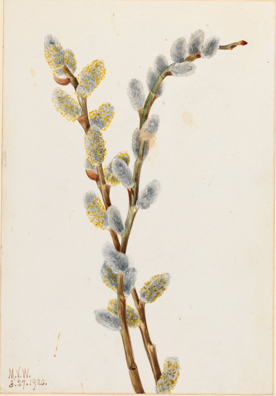 Feg pil (Salix discolor) av Mary Vaux Walcott