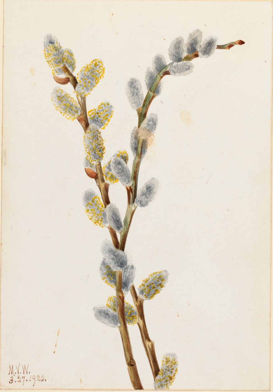 Pussy Willow Salix missfärgad, 1920. av Mary Vaux Walcott