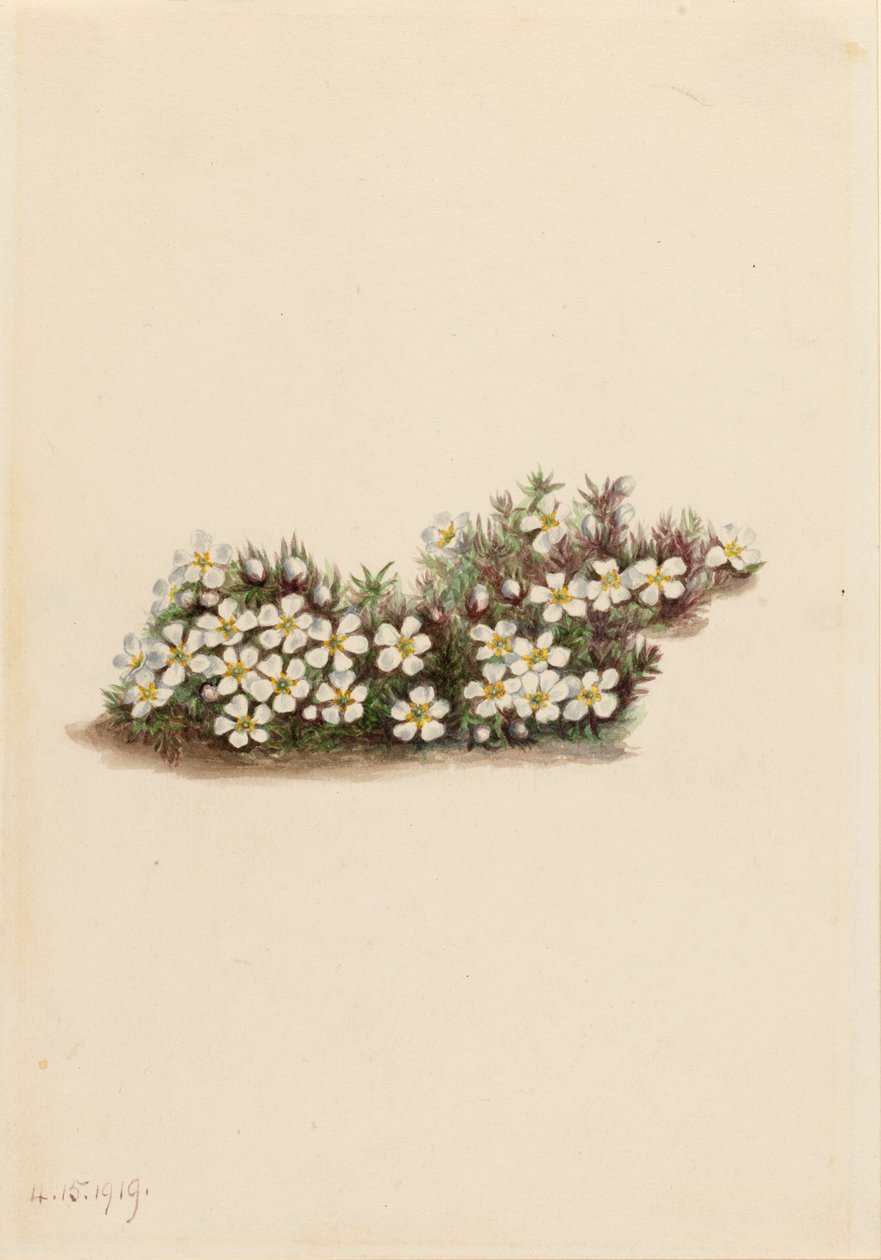 Pyxie (Pyxidanthera barbulata) av Mary Vaux Walcott