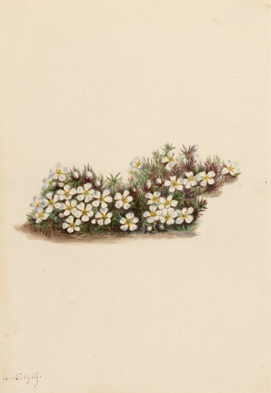 Pyxie Pyxidanthera barbulata, 1919. av Mary Vaux Walcott