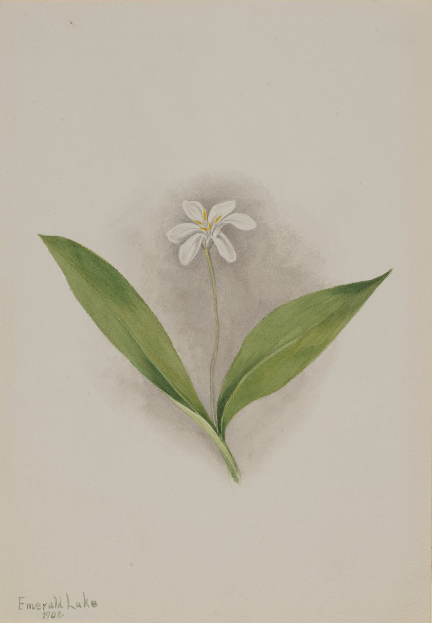 Drottningblomma (Clintonia uniflora) av Mary Vaux Walcott