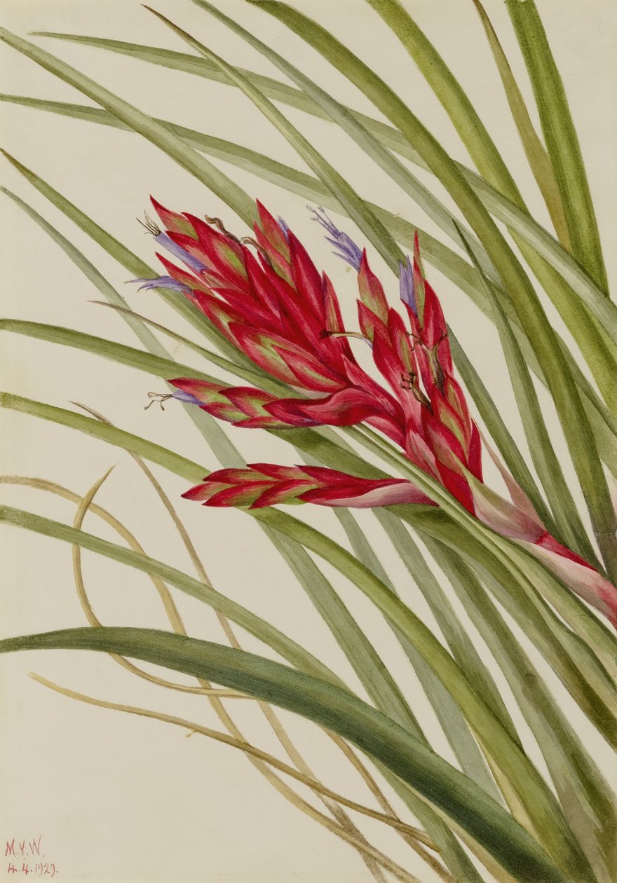 Quill-Leaf Tillandsia (Tillandsia fasciculata) av Mary Vaux Walcott