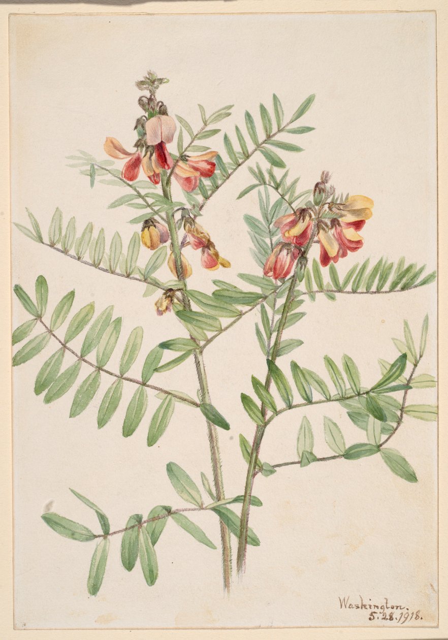 Kaninböna (Cracca virginiana) av Mary Vaux Walcott